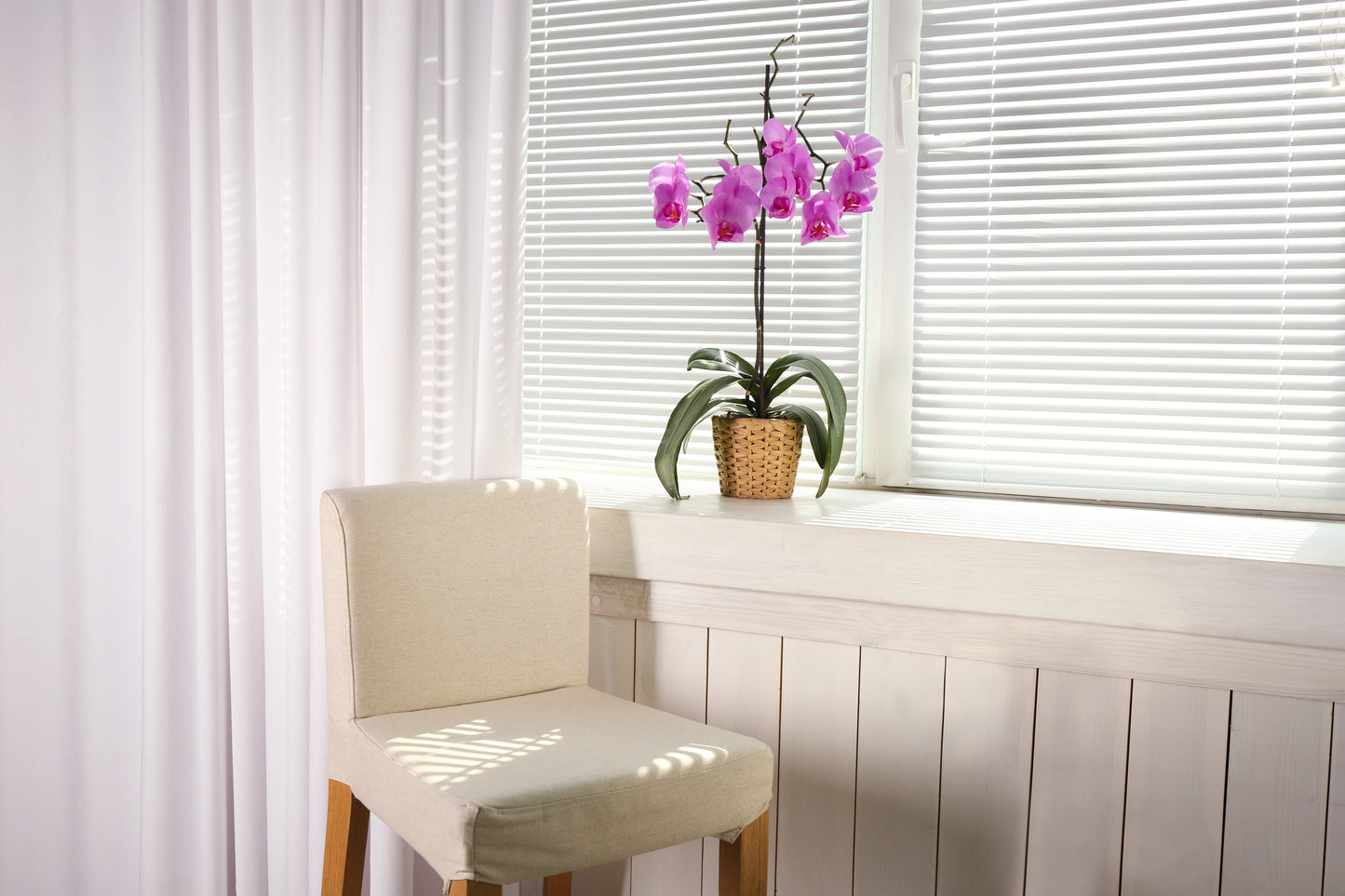 Beautiful orchid windowsill