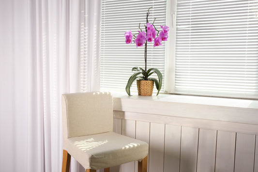 beautiful orchid windowsill